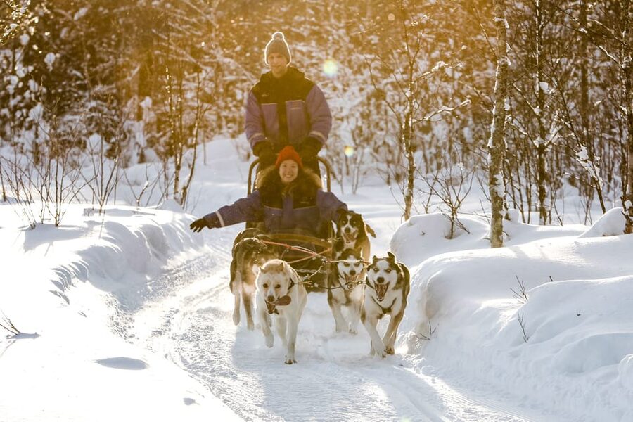 Rovaniemi: Daytime Husky Safari - Key Points to Know Before You Go