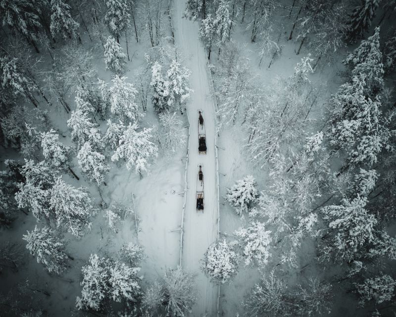 Rovaniemi: Daytime Reindeer Sleigh Ride - Key things to look forward to