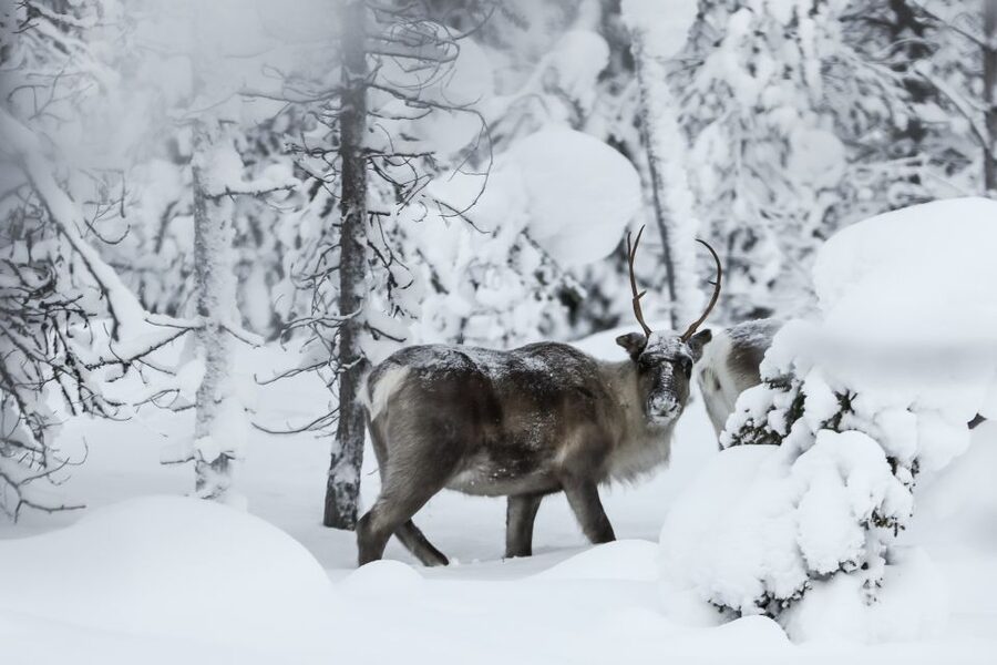 Rovaniemi: Daytime Reindeer Sleigh Ride - How the 2-hour daytime ride fits your Rovaniemi schedule