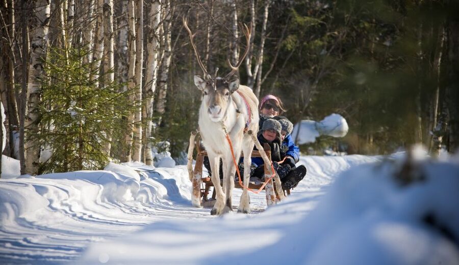 Rovaniemi: Daytime Reindeer Sleigh Ride - Reindeer farm time: learning herding traditions and respecting boundaries