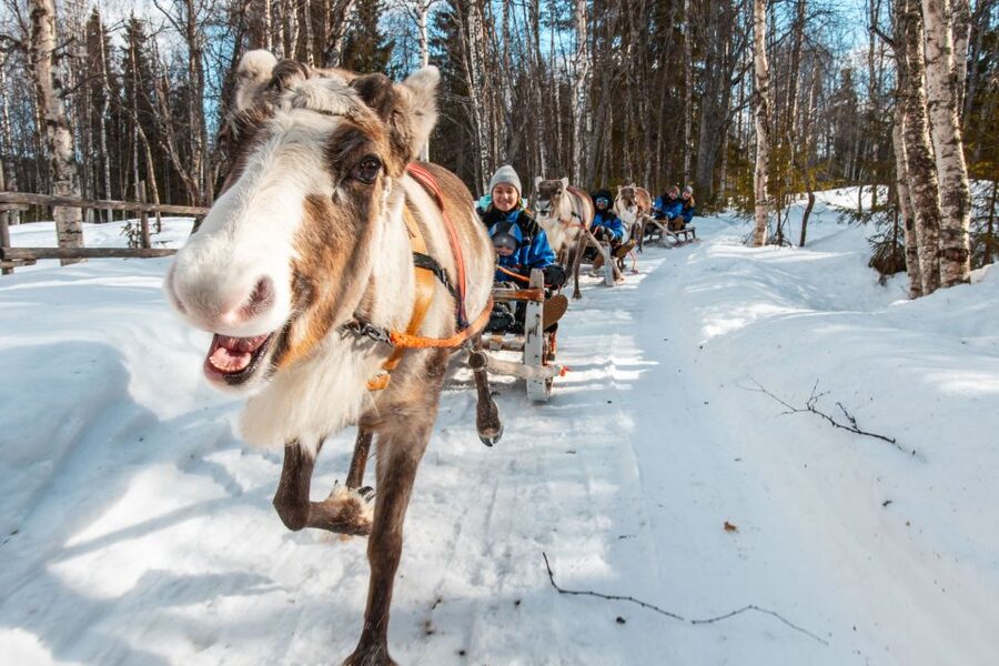 Rovaniemi: Daytime Reindeer Sleigh Ride - Value for your Lapland day, without wasting time