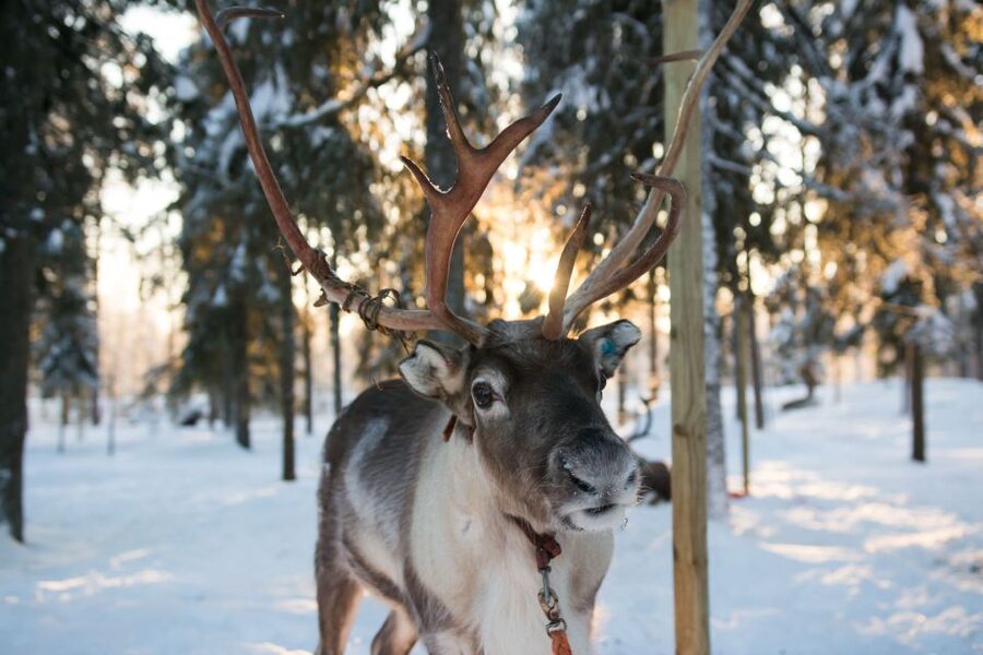 Rovaniemi: Daytime Reindeer Sleigh Ride - Meeting point: Safartica Office, Koskikatu 9, and why timing matters