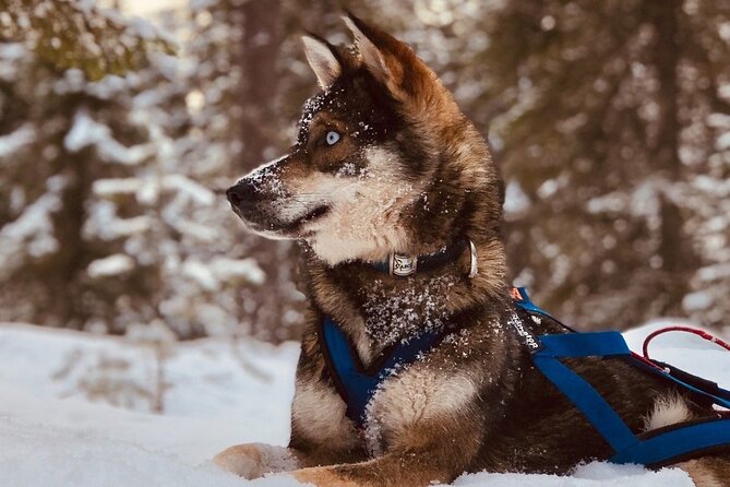 Rovaniemi: Drive Your Own Husky Team (6–10 km) & BBQ - Key points to know before you go