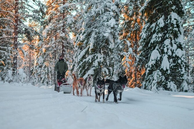 Rovaniemi: Drive Your Own Husky Team (6–10 km) & BBQ - The 6 to 10 km mushing run: what it feels like