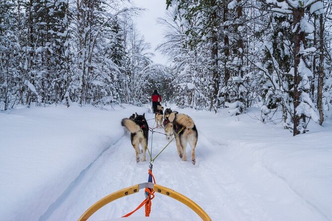 Rovaniemi: Drive Your Own Husky Team (6–10 km) & BBQ - What to pack and how to stay comfortable