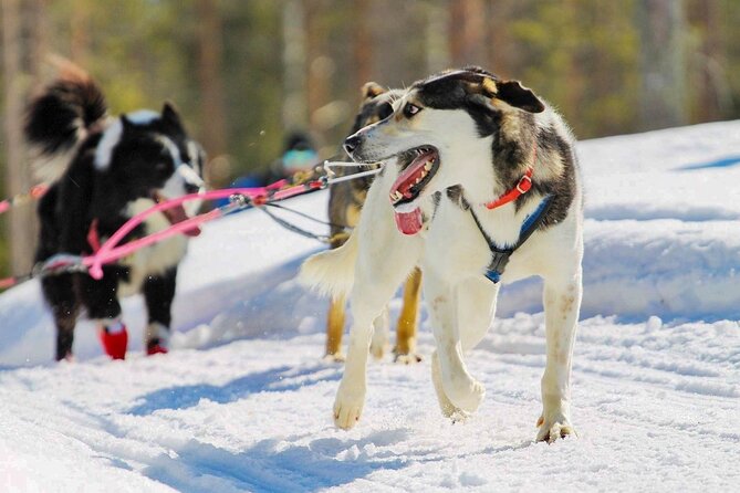 Rovaniemi: Drive Your Own Husky Team (6–10 km) & BBQ - Your first stop: farm meeting, gear, and dog time