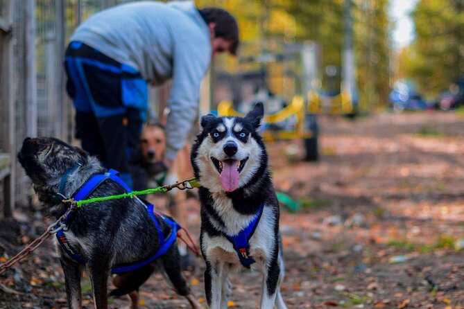 Rovaniemi: Drive Your Own Husky Team (Autumn) & BBQ - Key things to know before you go