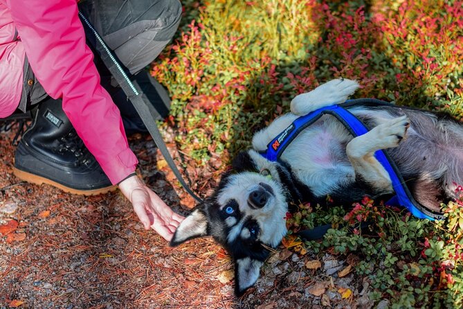 Rovaniemi: Drive Your Own Husky Team (Autumn) & BBQ - The autumn forest ride: what you can expect on the loop
