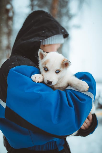 Rovaniemi: Early Winter Husky Sled Ride - Getting To Apukka Resort and the Husky Farm Walk You Should Plan For