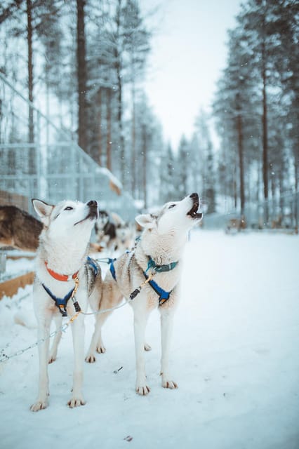 Rovaniemi: Early Winter Husky Sled Ride - Meet the Huskies: Petting Time Plus Stories That Actually Add Context
