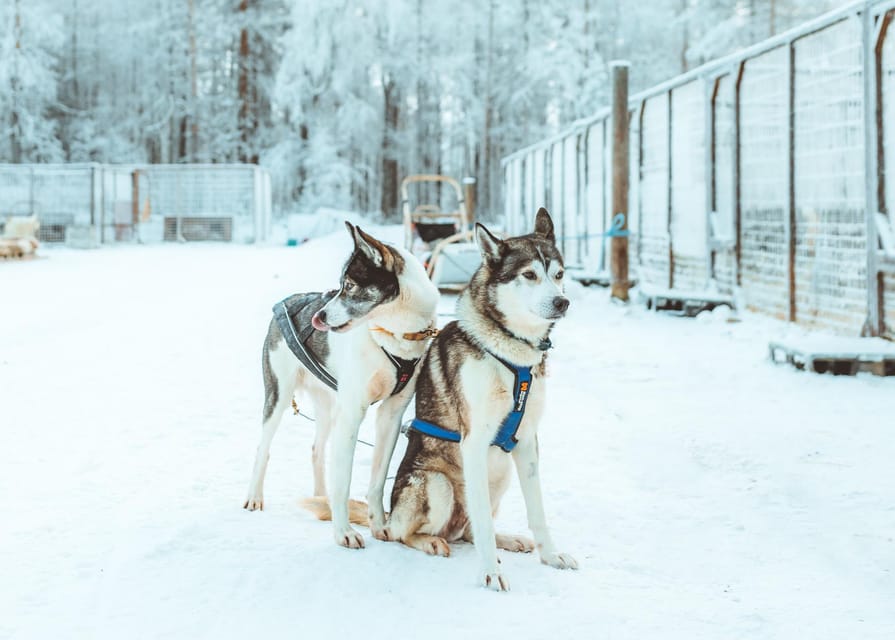 Rovaniemi: Early Winter Husky Sled Ride - Price and Value: What $192 Buys in Rovaniemi
