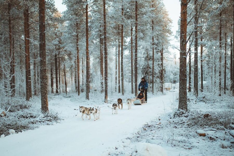 Rovaniemi: Early Winter Husky Sled Ride - Who Should Book This, and Who Might Want Another Option