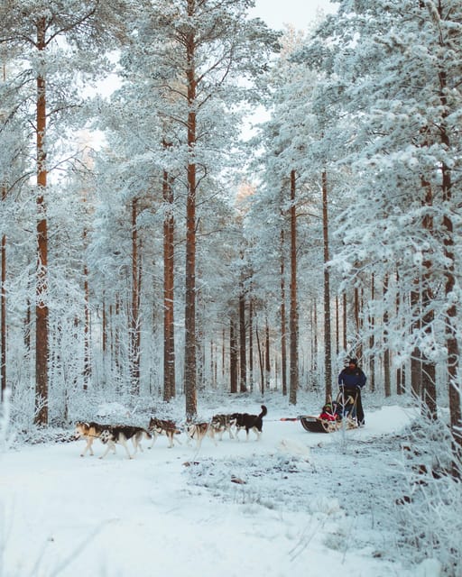 Rovaniemi: Early Winter Husky Sled Ride - Should You Book the Rovaniemi Early Winter Husky Sled Ride?