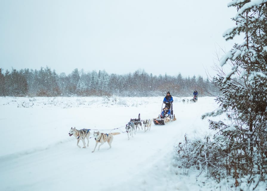 Rovaniemi: Early Winter Husky Sled Ride - Winter Clothing Is Included, So Dress Like You Mean It