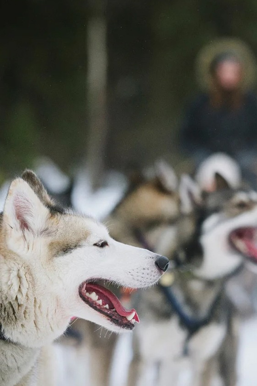Rovaniemi: Family Friendly Husky Ride and Farm Visit - A Warm Lapland Welcome at Nordic Unique Travels
