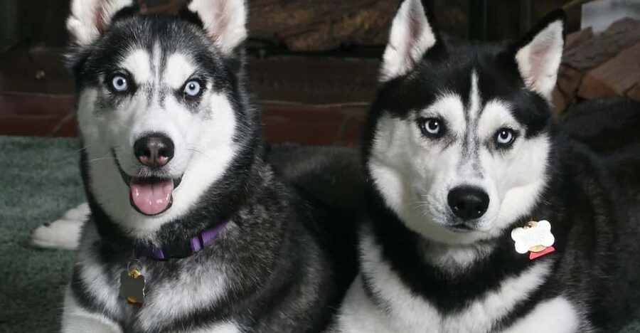 Rovaniemi: Family Friendly Husky Ride and Farm Visit - Your Sleigh Ride Through Snow, 800m to 1 Kilometer