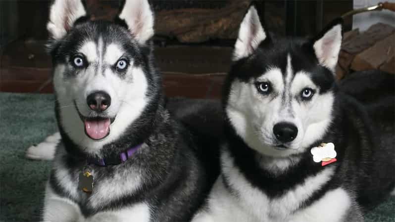 Rovaniemi: Family Friendly Husky Ride and Farm Visit - What the Husky Farm Intro Feels Like