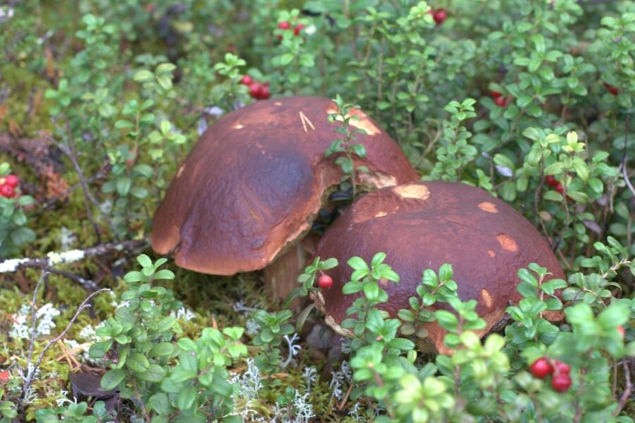 Rovaniemi forest foraging adventure: Pick, Prepare, Savor - Foraging in Finland: The rules you really need to know