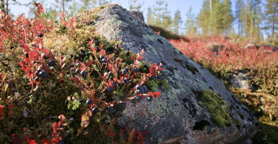 Rovaniemi forest foraging adventure: Pick, Prepare, Savor - Berries and the long daylight effect in Lapland