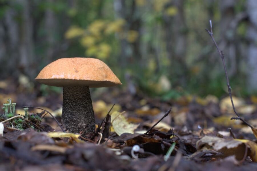 Rovaniemi forest foraging adventure: Pick, Prepare, Savor - Mushroom luck, safety, and the soup payoff