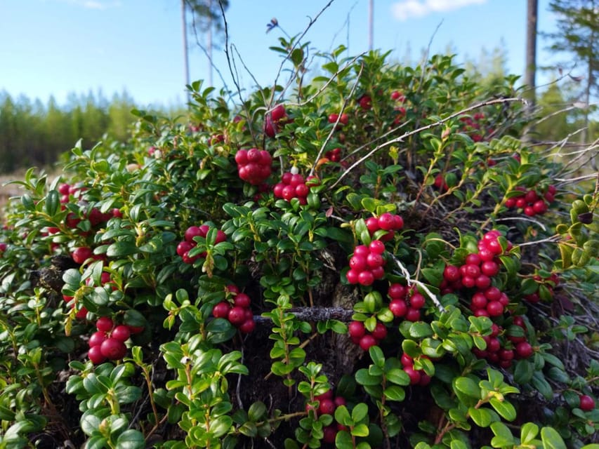 Rovaniemi forest foraging adventure: Pick, Prepare, Savor - Cooking over fire at the end: the part you will remember