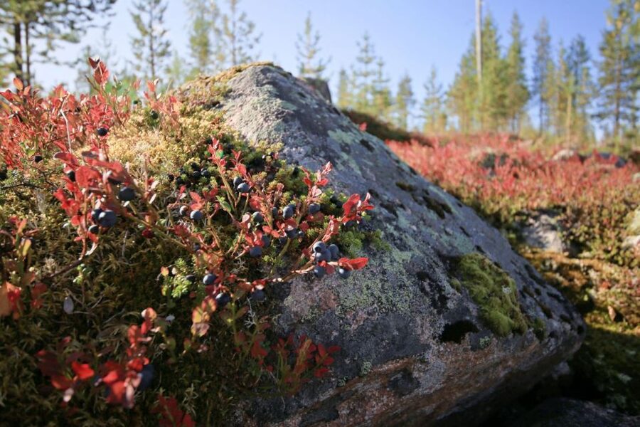 Rovaniemi forest foraging adventure: Pick, Prepare, Savor - Price and value: does $135 make sense for 3 hours?