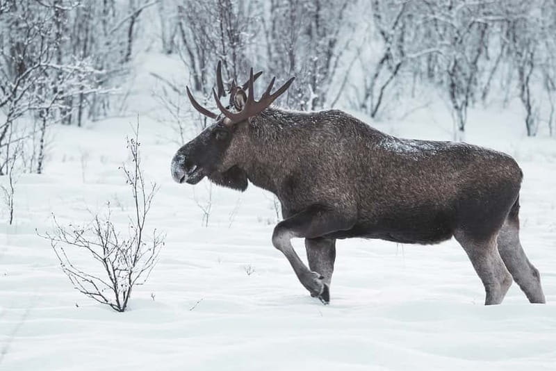 Rovaniemi: Full-Day Highlights Tour with Buffet Lunch - Who should book this tour, and who should skip it