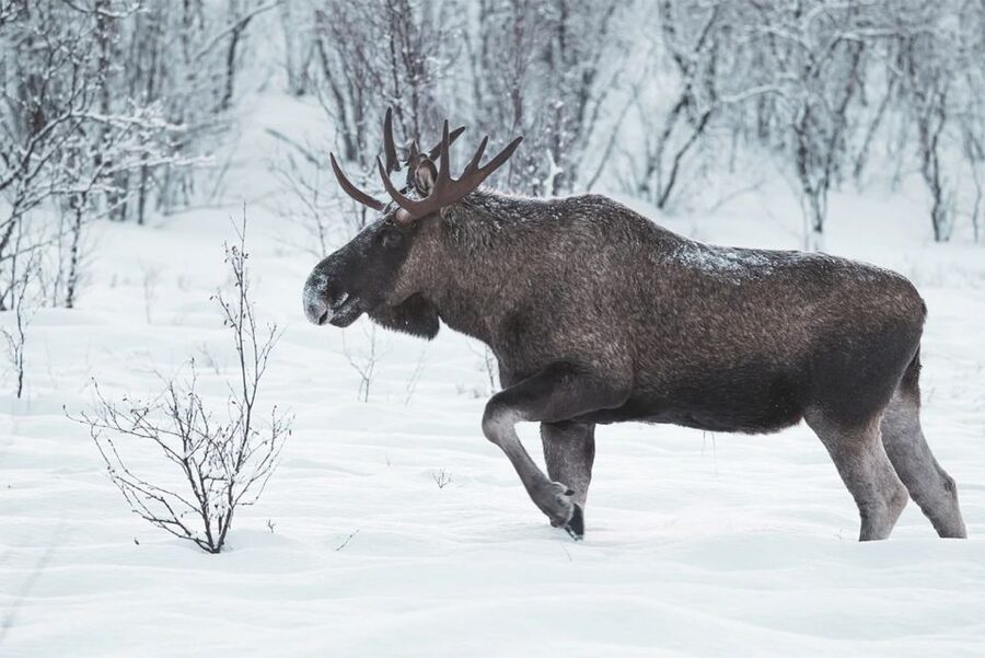 Rovaniemi: Full-Day Highlights Tour with Buffet Lunch - The Arktikum museum stop, Arctic animals and Sami context