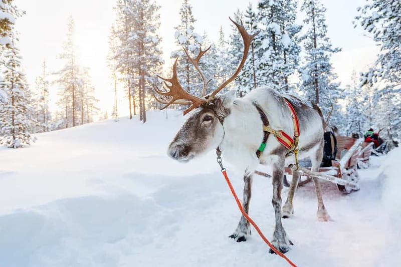 Rovaniemi: Full-Day Highlights Tour with Buffet Lunch - Buffet lunch: a practical reset in the middle of winter sightseeing