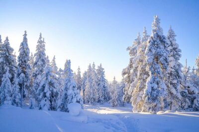 Guided Wilderness Snowmobile Ride