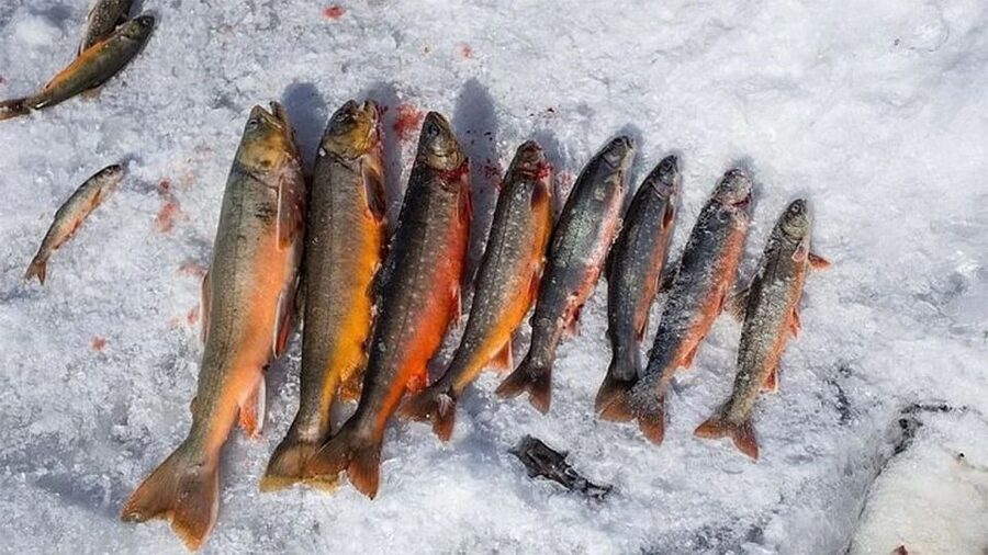 Rovaniemi: Half-Day Snowmobile & Ice Fishing Experience - Why This Rovaniemi Half-Day Combo Works in Real Life