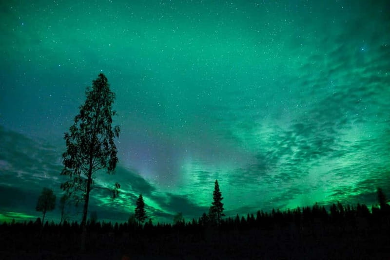 Rovaniemi: Horse Sleigh Ride under the Night Sky - Horse Sleigh Nights in Lapland: why this feels different