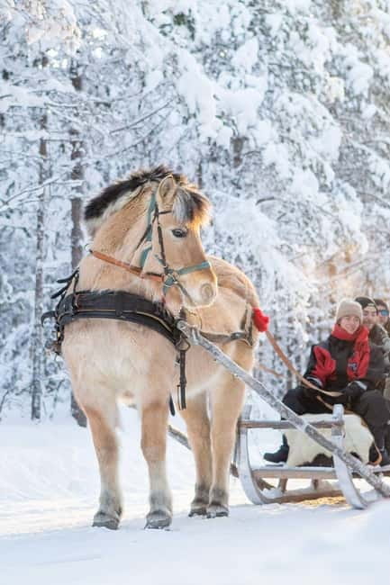 Rovaniemi: Horse Sleigh Ride under the Night Sky - Getting to Apukka Resort: pickup that actually matters