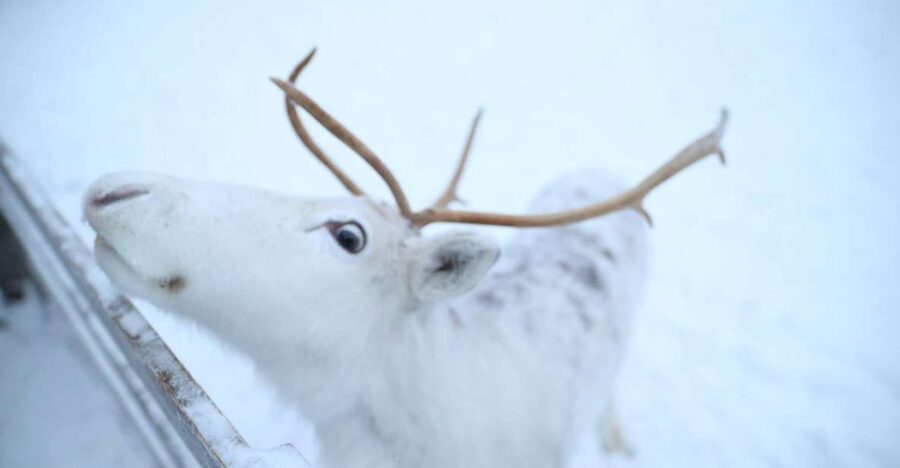 Rovaniemi: Husky and reindeer farm visit with sleigh rides - Key points worth knowing