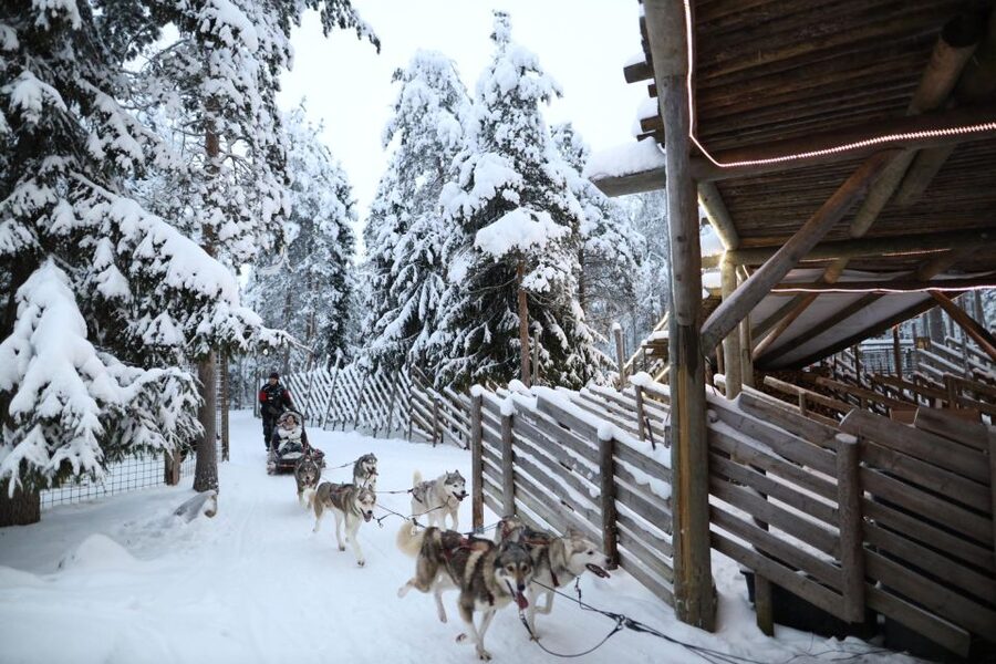 Rovaniemi: Husky and reindeer farm visit with sleigh rides - Reindeer farm visit, feeding time and the gentle reality of herd life