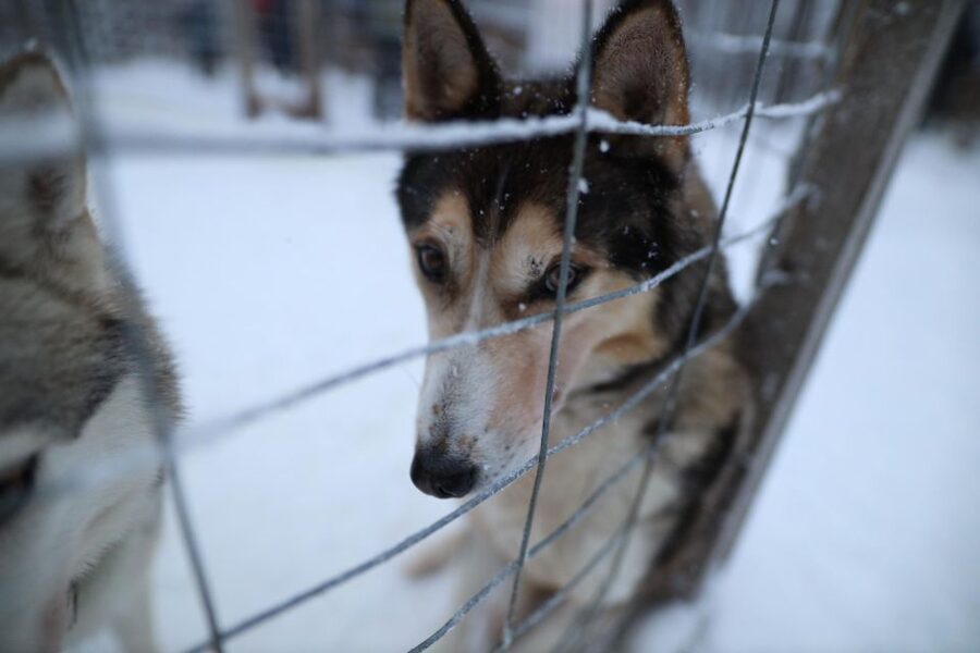 Rovaniemi: Husky and reindeer farm visit with sleigh rides - Reindeer sleigh ride, the 400 m version that still delivers