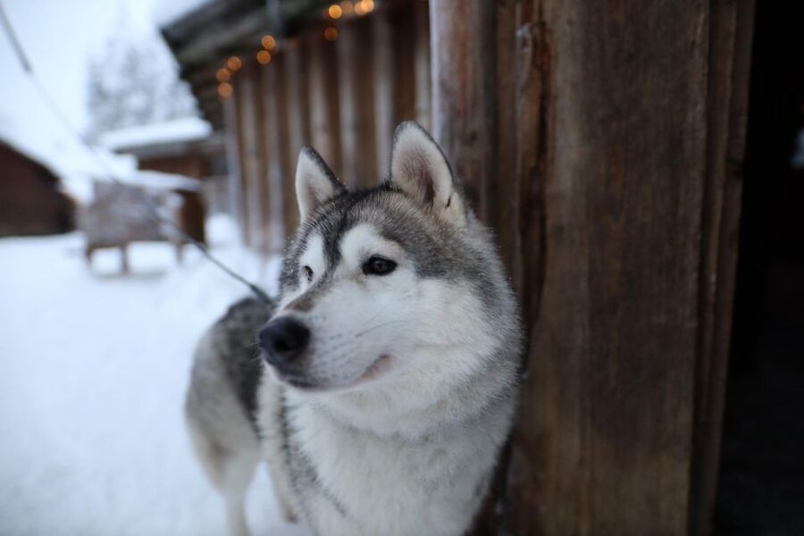 Rovaniemi: Husky and reindeer farm visit with sleigh rides - Pacing and group feel, why the timing matters in winter