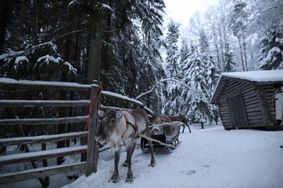 Rovaniemi: Husky and reindeer farm visit with sleigh rides - Who should book this husky and reindeer farm outing