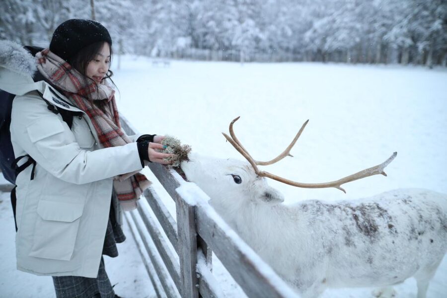 Rovaniemi: Husky and reindeer farm visit with sleigh rides - The husky sledge ride, 1 km of cold-fueled fun (after 1 December)