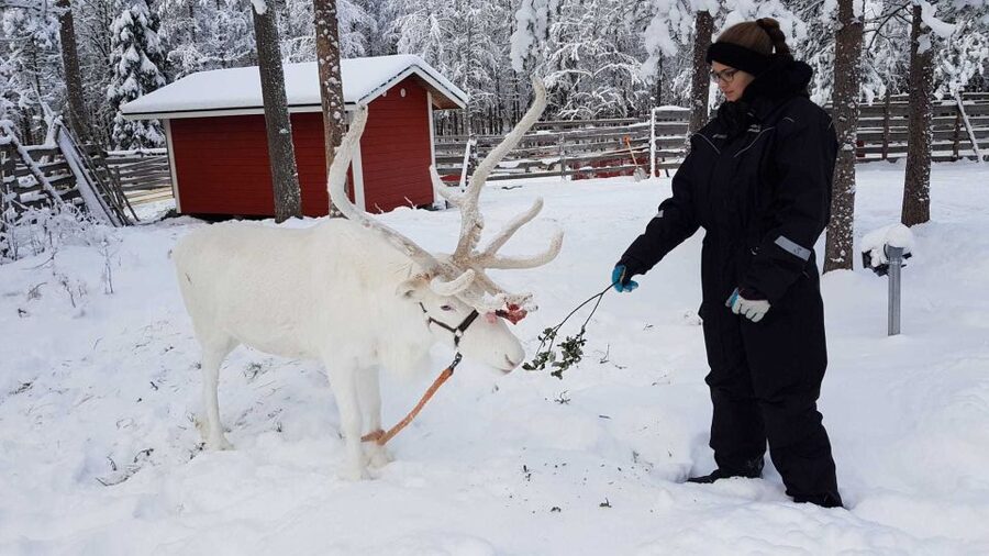 Rovaniemi: Husky Farm and Reindeer Experience - Quick practical tips before you go