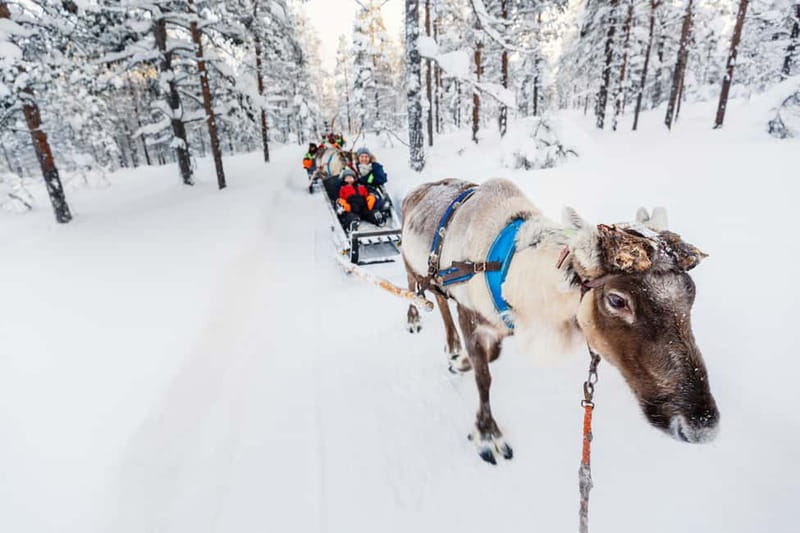 Rovaniemi: Husky Farm and Reindeer Experience - Meeting in Rovaniemi, then heading to the animals