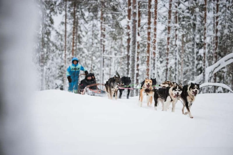 Rovaniemi: Husky Farm and Reindeer Experience - The 500 meter reindeer sledge ride in real winter conditions