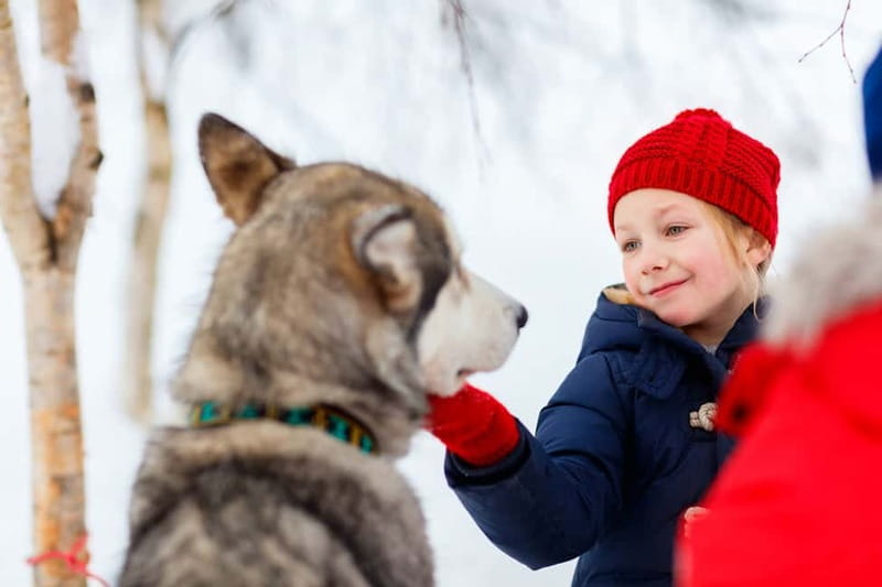 Rovaniemi: Husky Farm and Reindeer Experience - Who should book this Rovaniemi husky and reindeer tour