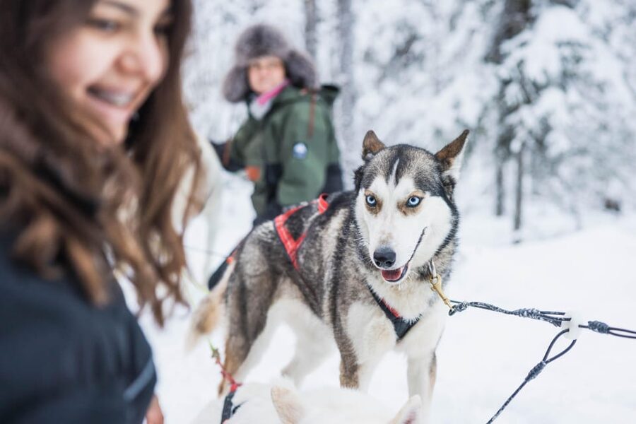 Rovaniemi: Husky Farm Visit with a Sledge Ride - Key Highlights You Will Actually Feel