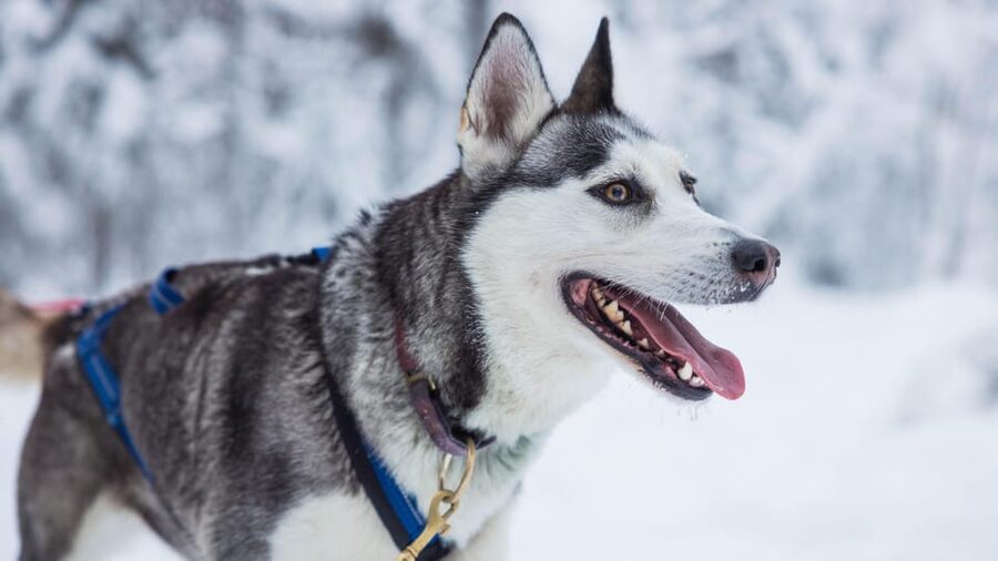 Rovaniemi: Husky Farm Visit with a Sledge Ride - Why This Rovaniemi Husky Visit Works in Just Two Hours