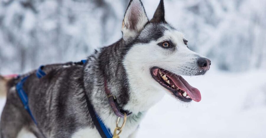 Rovaniemi: Husky Farm Visit with a Sledge Ride - What Can Go Wrong: Timing, Turn Order, and Dog Details