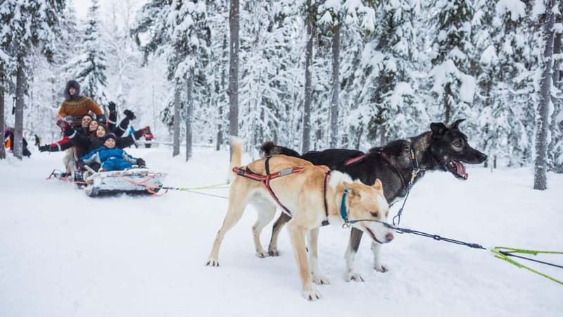 Rovaniemi: Husky & Reindeer Experience with Snowmobile Ride - Guides, organization, and why a calm day matters more than speed