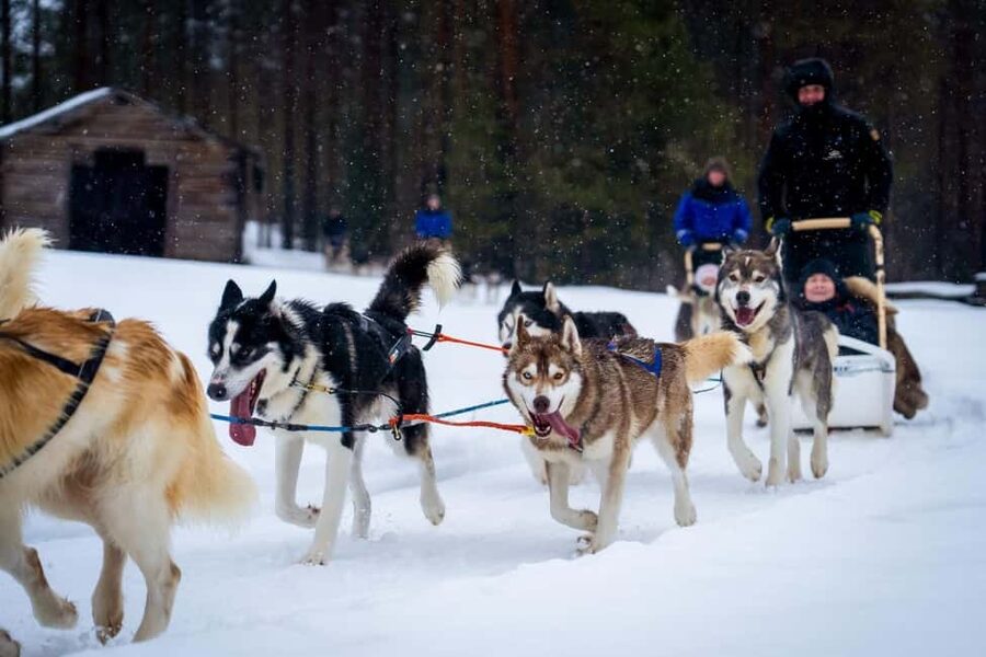 Rovaniemi: Husky Safari & Campfire BBQ – 6‑10 km Self‑Drive - Key things to know before you go