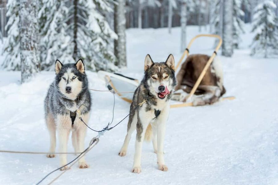 Rovaniemi: Husky Safari & Campfire BBQ – 6‑10 km Self‑Drive - Rovaniemi Husky Safari with Campfire BBQ: how the day actually feels