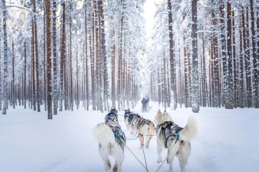 Rovaniemi: Husky Safari & Campfire BBQ – 6‑10 km Self‑Drive - Husky meet and greet: why the farm time is worth it